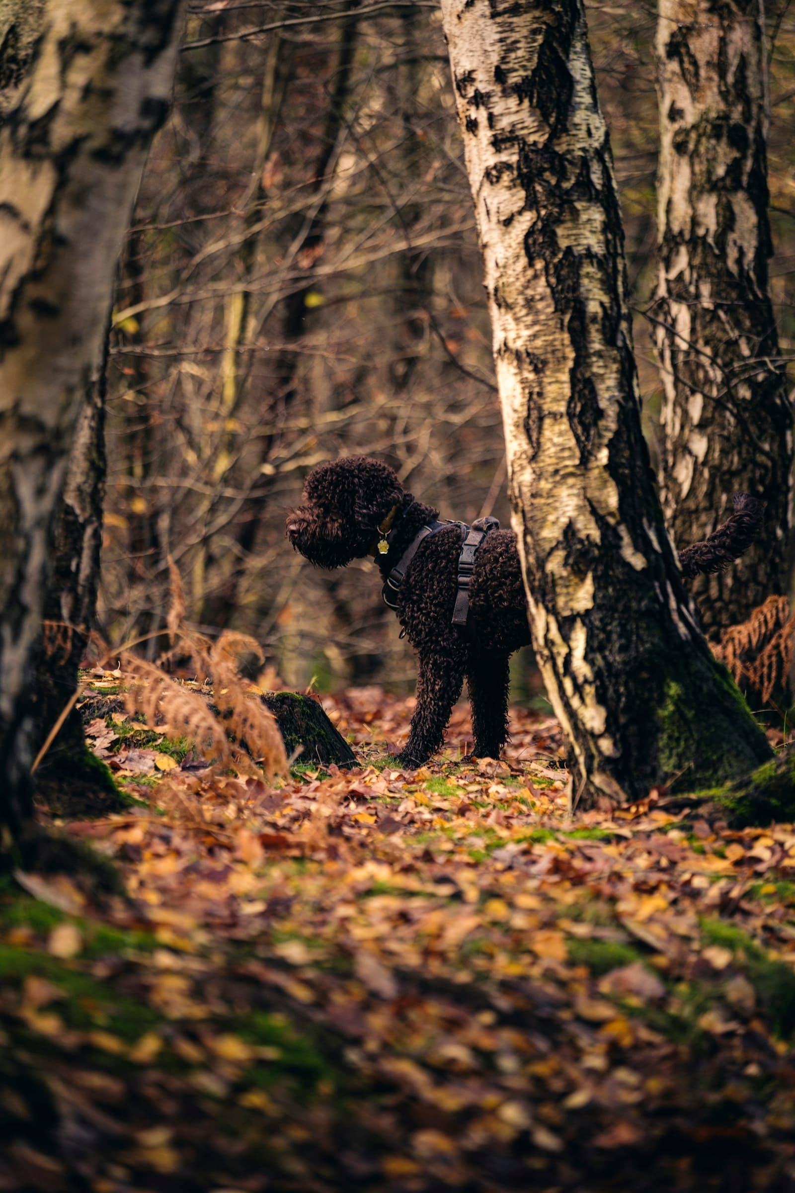 Ormanda trüf köpeği